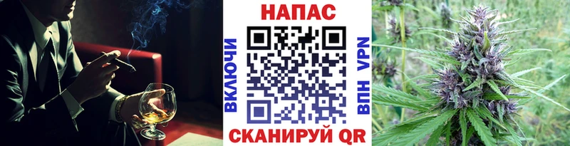 как найти закладки это телеграм Марихуана сатива Ессентукская